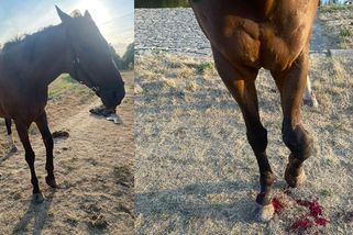 Auto v Plzni splašilo koně. Třináctiletá jezdkyně přišla o zuby, zvíře nepřežilo - Novinky
